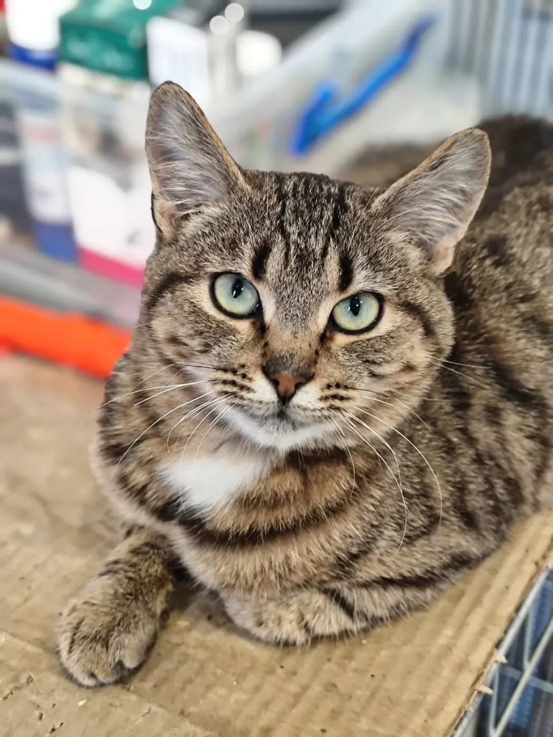 Oskar ta Nika (Оскар та Ніка), Mixed Breed (Happy Paw Dnipro)