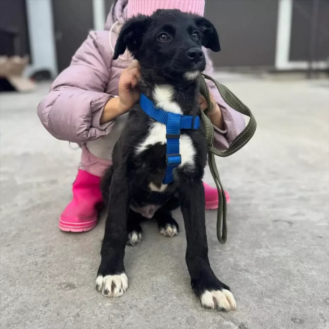 Archi (Арчи), male puppy Mixed Breed for adoption at Happy Paw Dnipro
