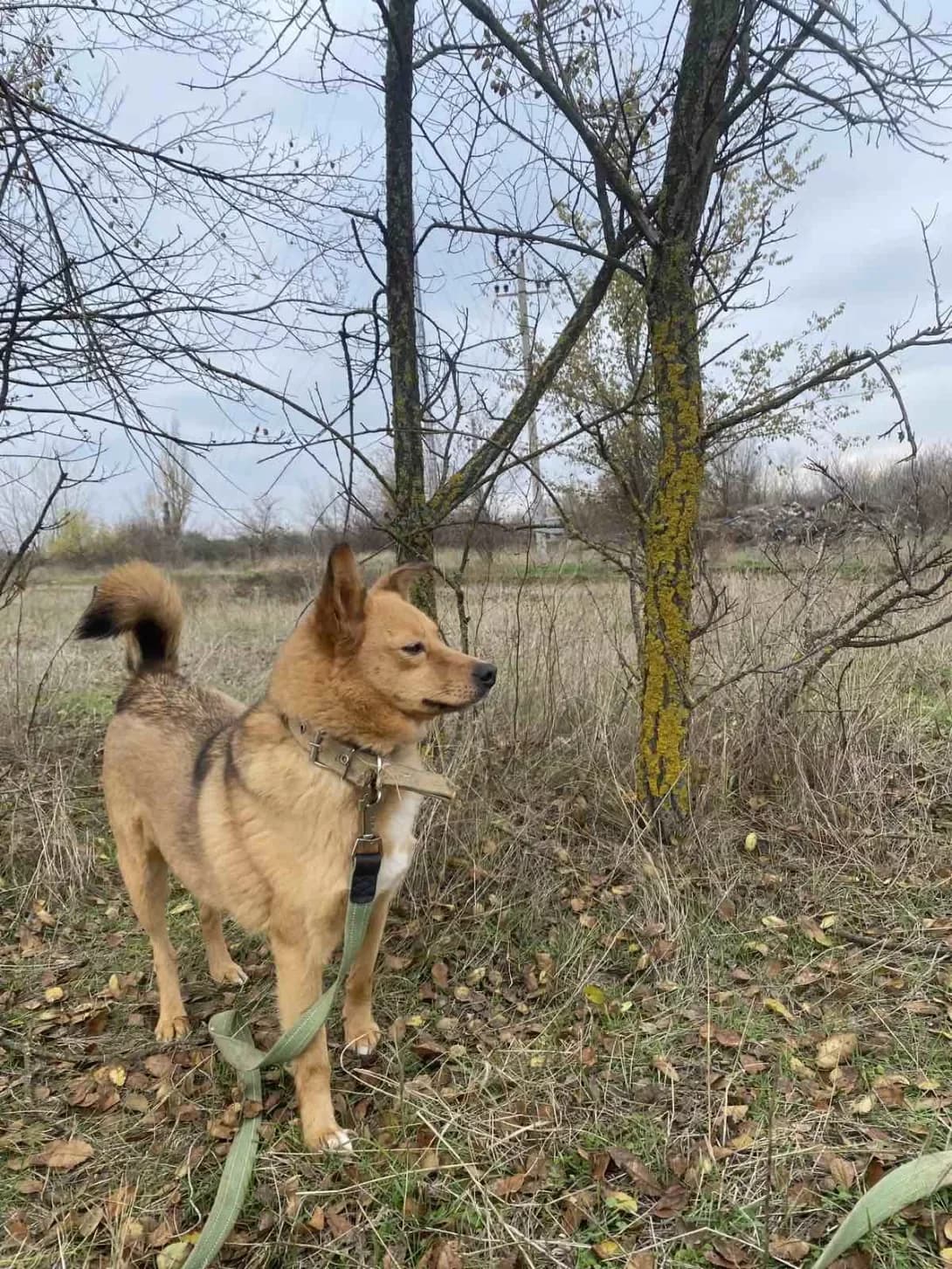 Nora (Нора), Mixed Breed (Happy Paw Dnipro)