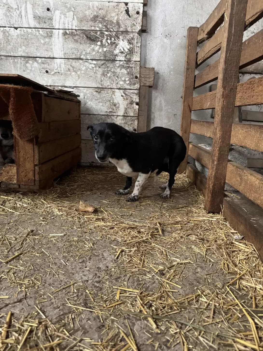 Pugovka (Пуговка), Mixed Breed (Happy Paw Cherkasy Oblast)