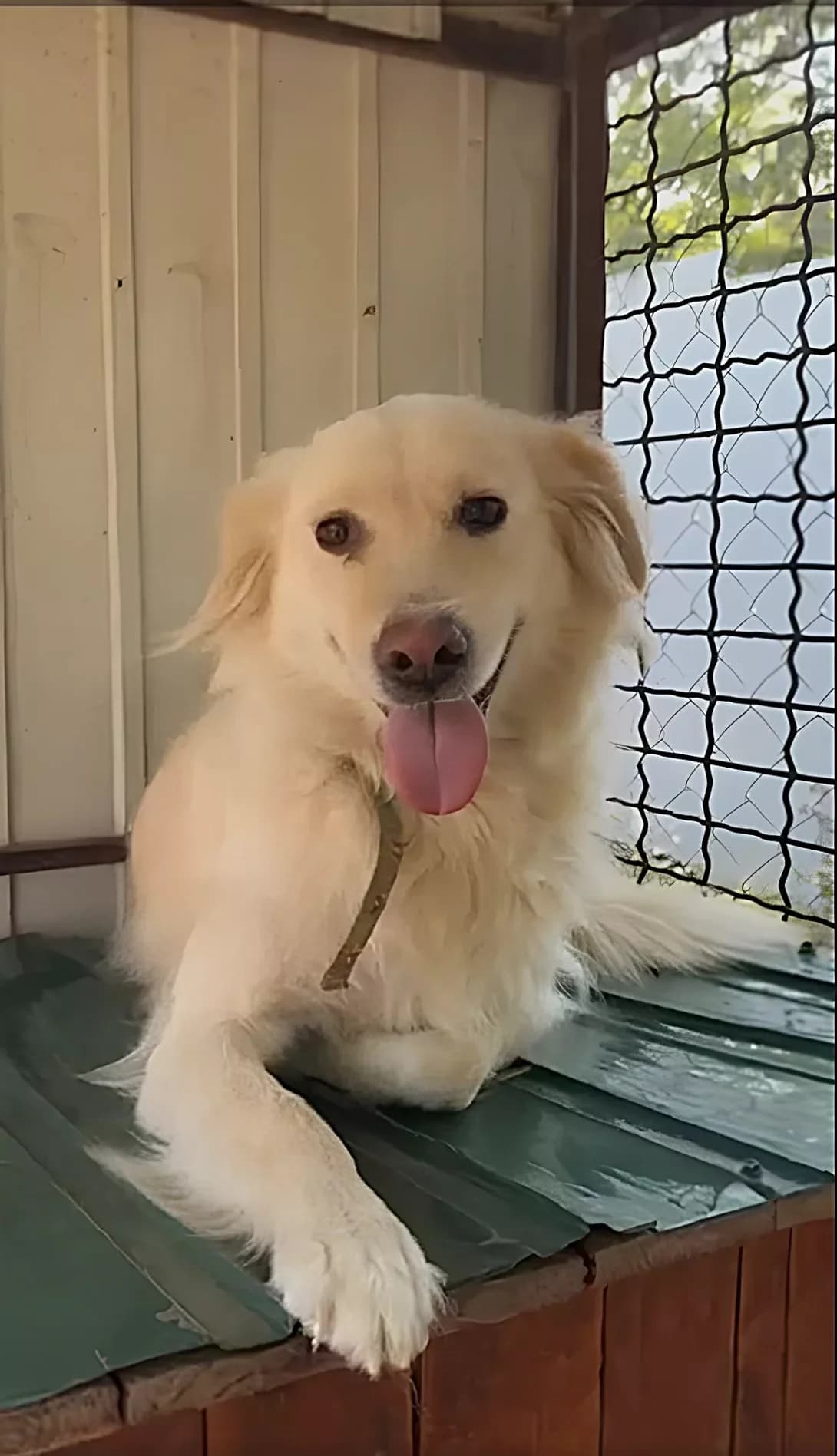 Gerda (Герда), Mixed Breed (Happy Paw Dnipro)