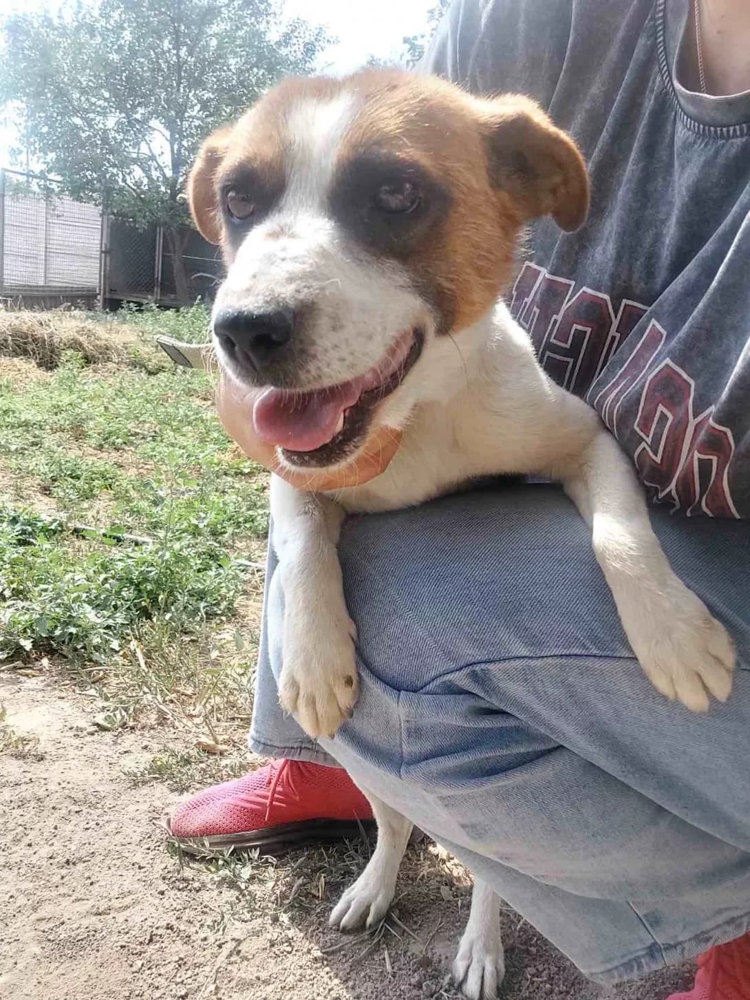 Bobi (Бобі), Mixed Breed (Happy Paw Dnipro)