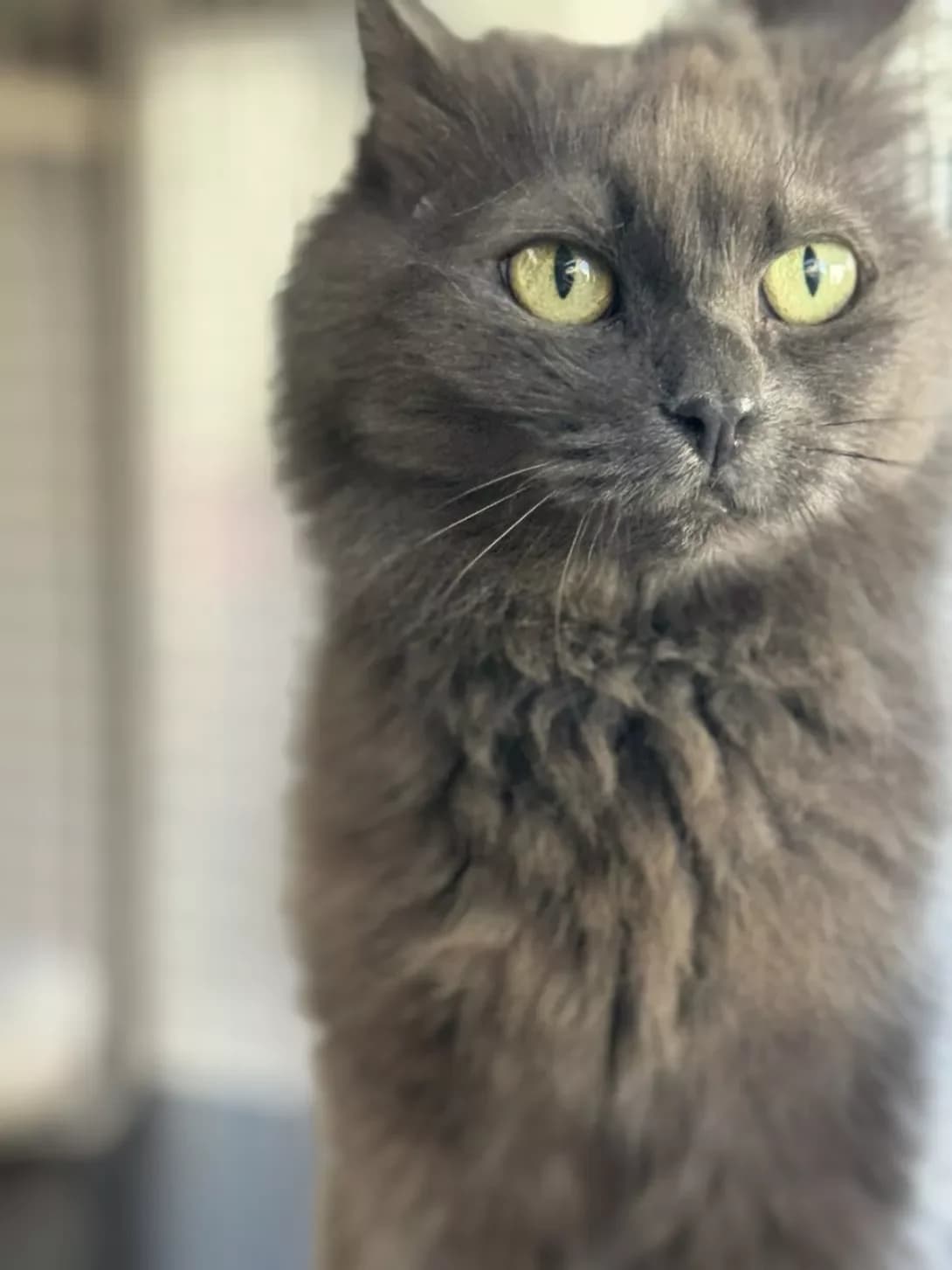 Galya (Галя), Mixed Breed (Happy Paw Dnipro)