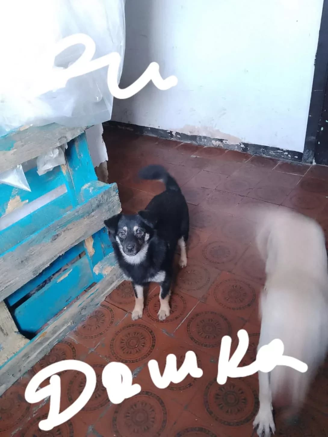 Dashka (Дашка), female 5yo Mixed Breed for adoption at Happy Paw Odesa