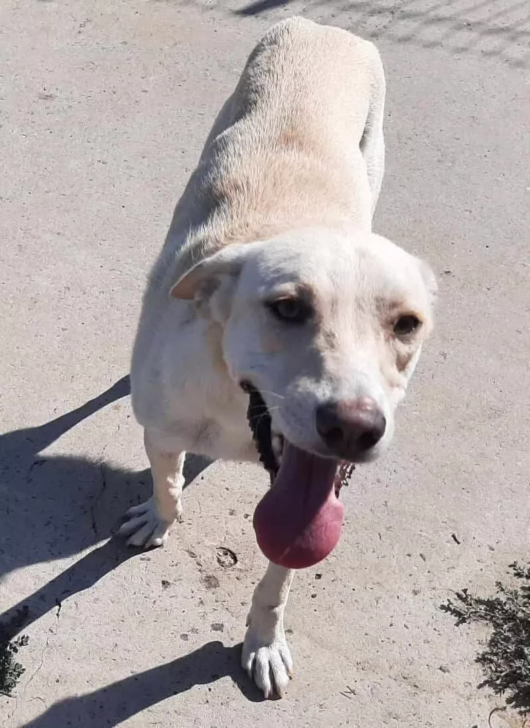 Bella (Белла), Mixed Breed (Happy Paw Dnipro)