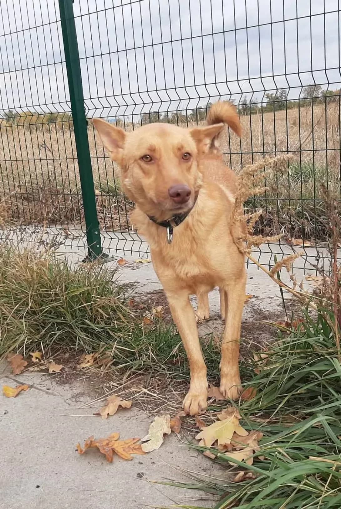 Korzhik (Коржик), Mixed Breed (Happy Paw Dnipro)