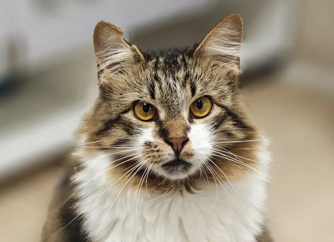 Adidas (Адідас), Mixed Breed (Happy Paw Kyiv)