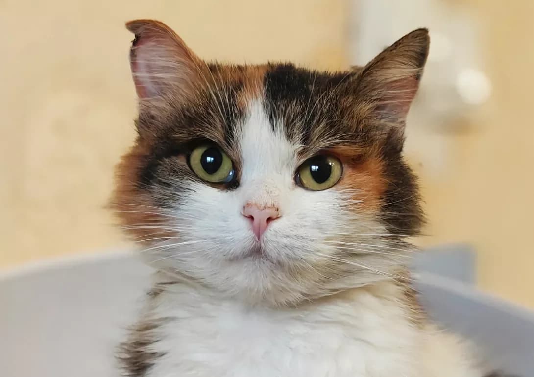Alisa (Аліса), Mixed Breed (Happy Paw Kyiv)