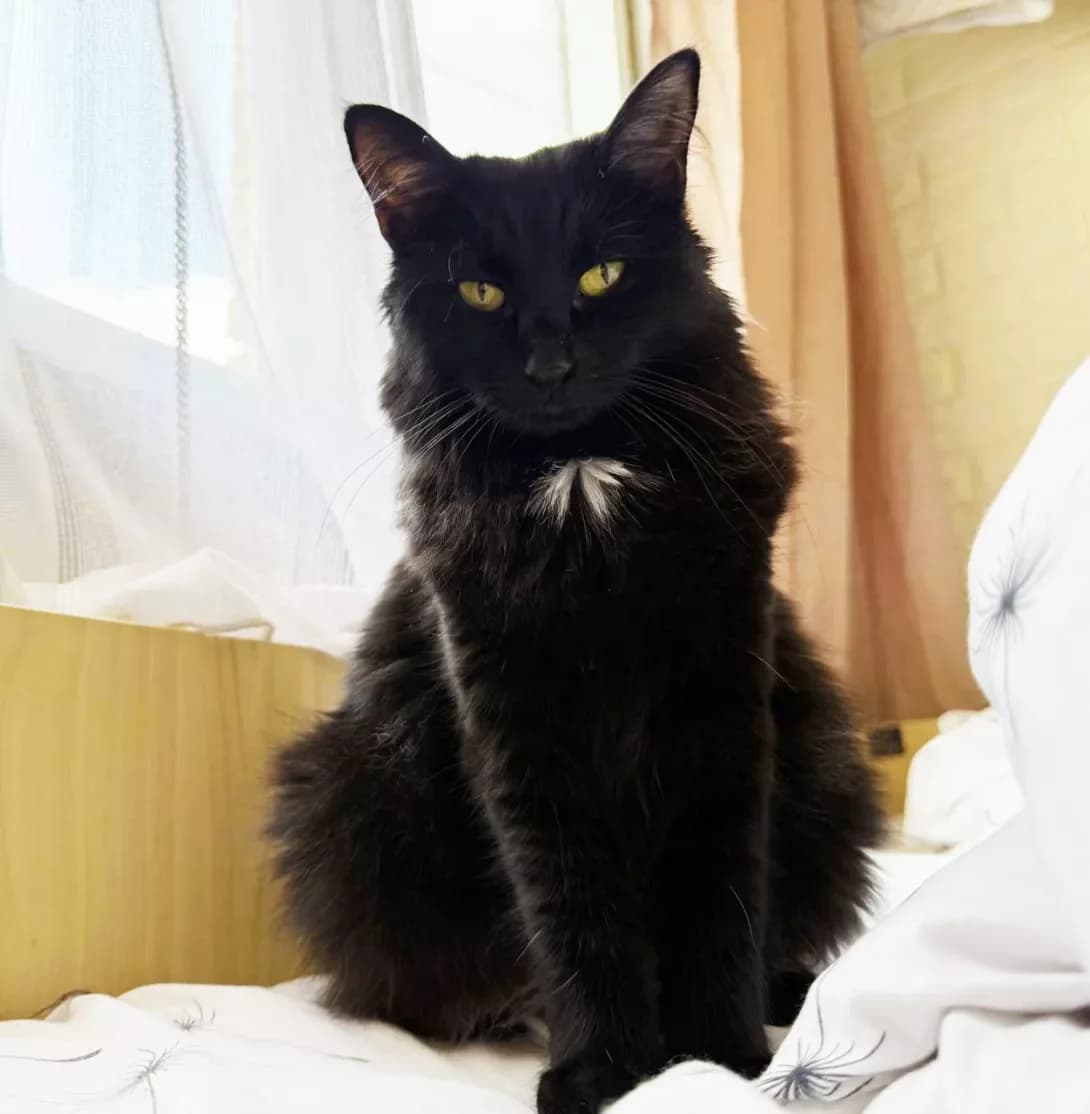 Dzhuliya (Джулія), Mixed Breed (Happy Paw Kyiv)