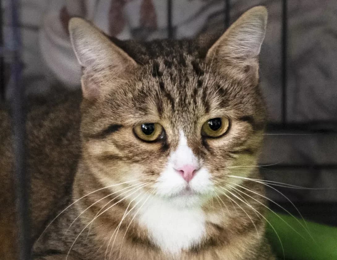 Marisya (Марися), Mixed Breed (Happy Paw Kyiv)