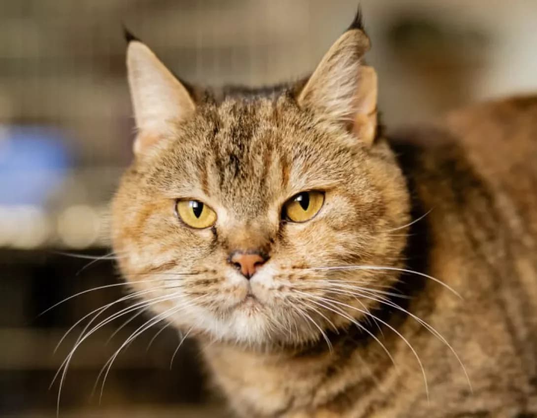 Miya (Мія), Mixed Breed (Happy Paw Kyiv)