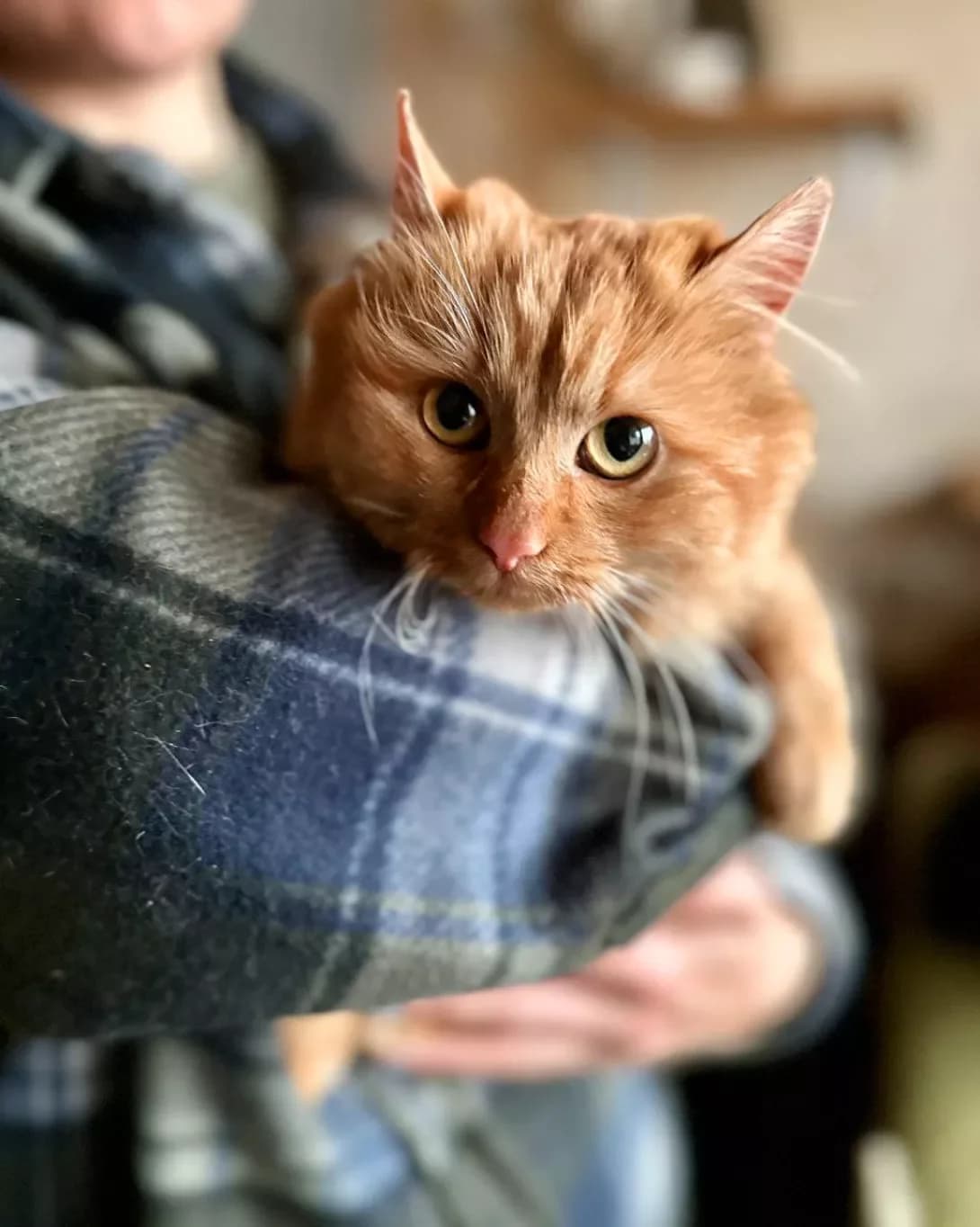 Mandarinka (Мандаринка), Mixed Breed (Happy Paw Kyiv)