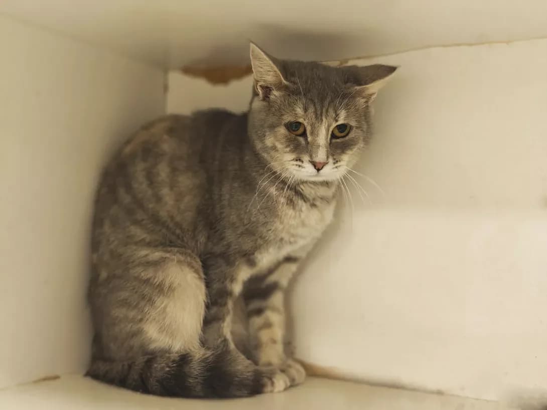 Katrusya (Катруся), Mixed Breed (Happy Paw Kyiv)
