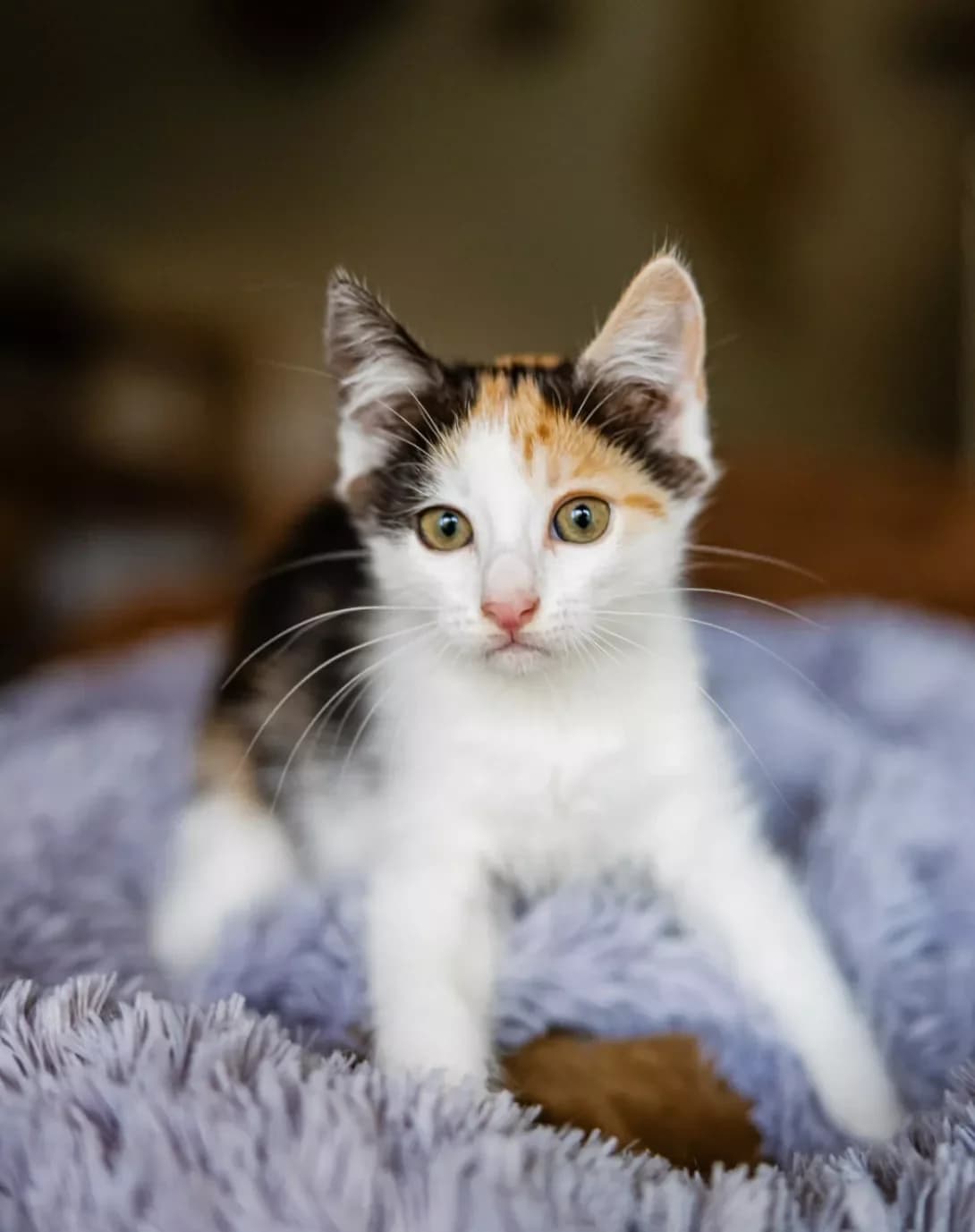 Margeri (Маргері), Mixed Breed (Happy Paw Kyiv)