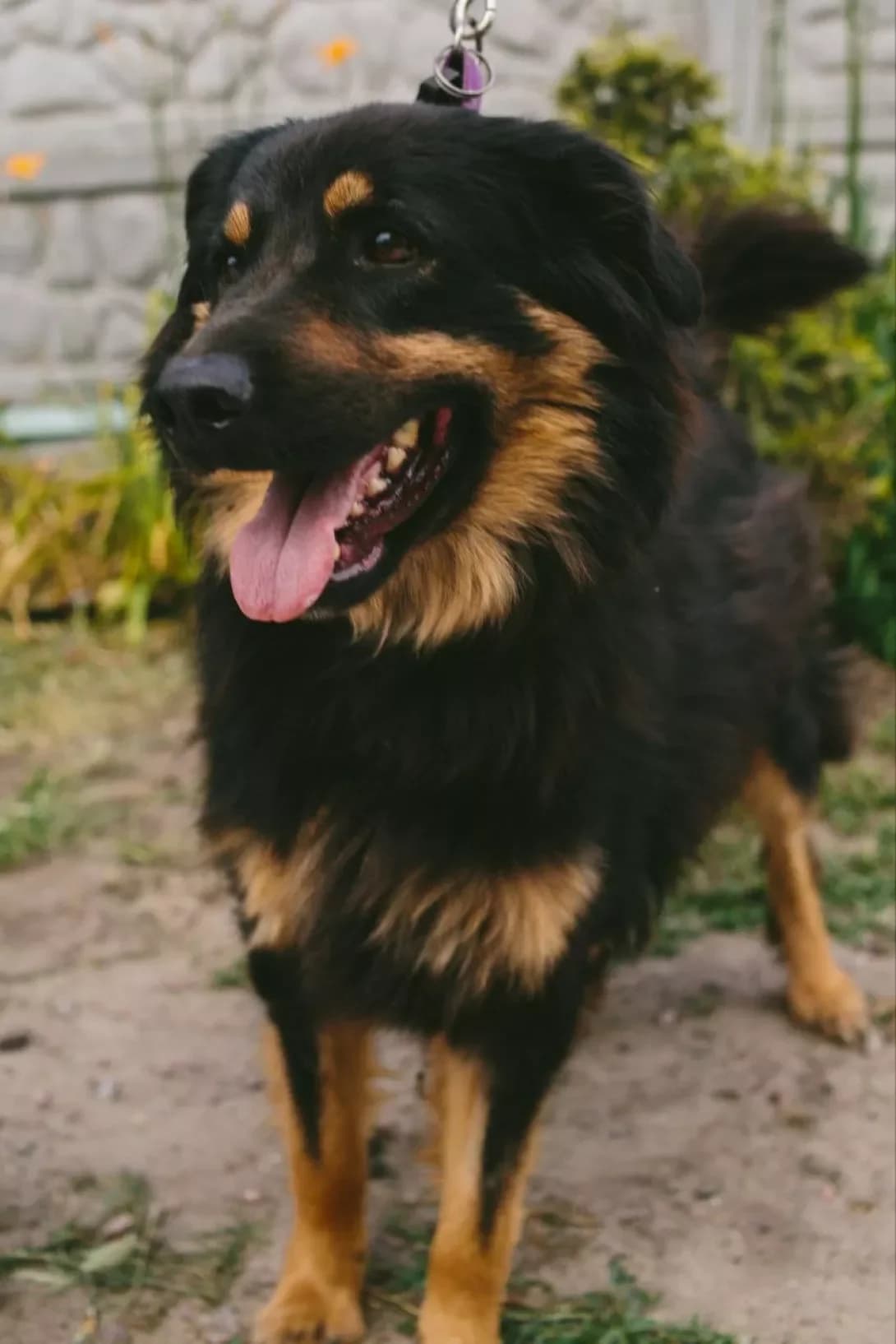 Tsezar (Цезар), Mixed Breed (Happy Paw Dnipro)