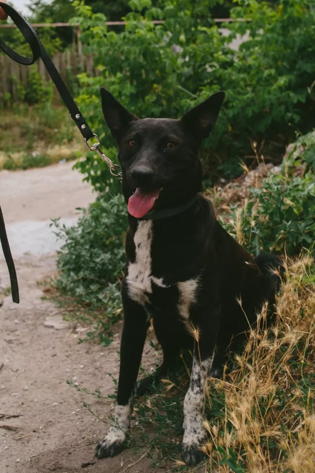 Blek (Блек), Mixed Breed (Happy Paw Dnipro)