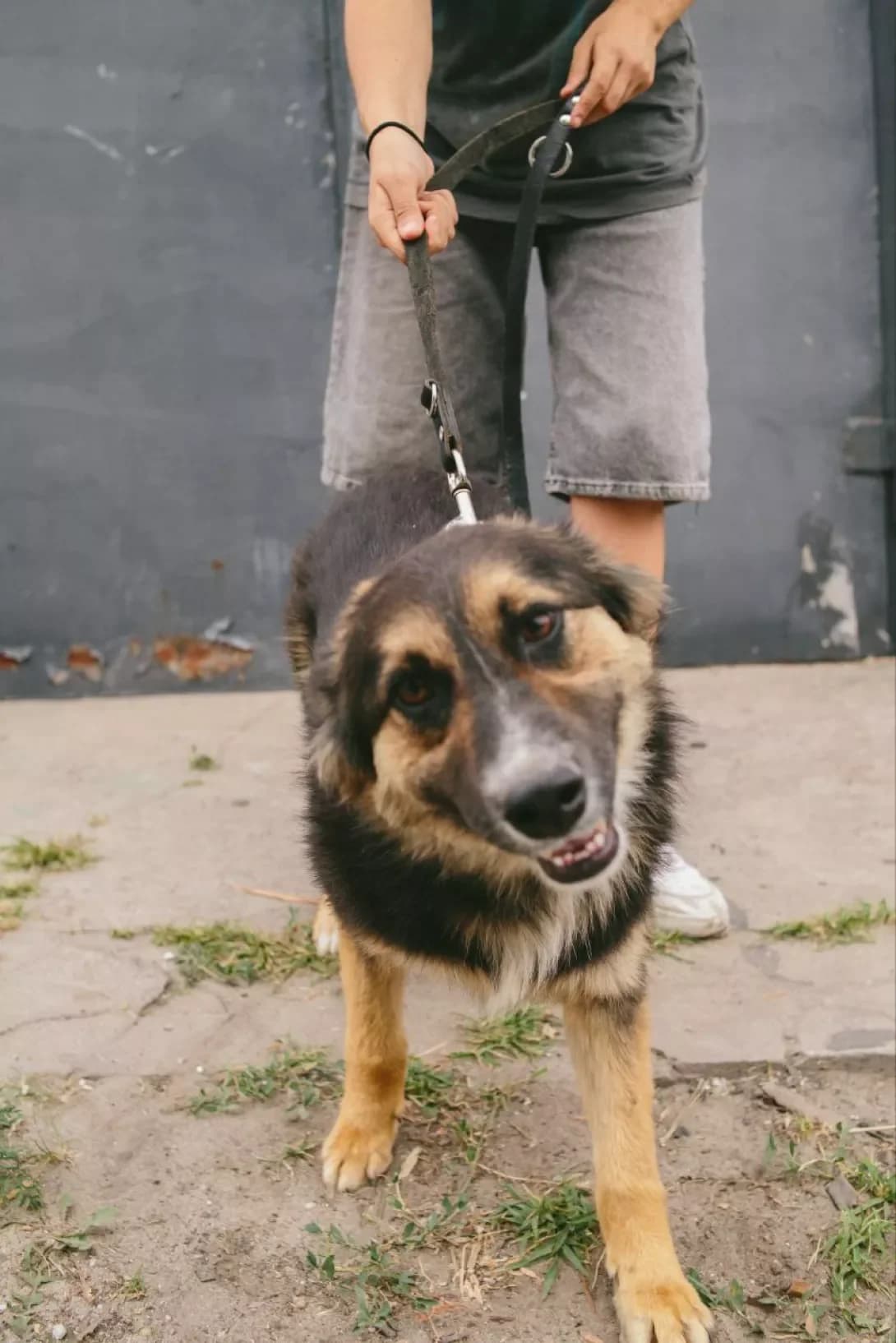 Lulu (Лулу), Mixed Breed (Happy Paw Dnipro)