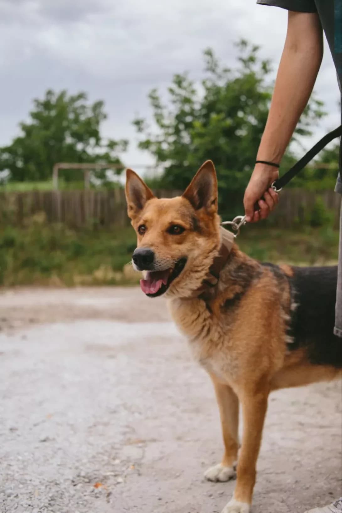 Khatiko (Хатіко), Mixed Breed (Happy Paw Dnipro)