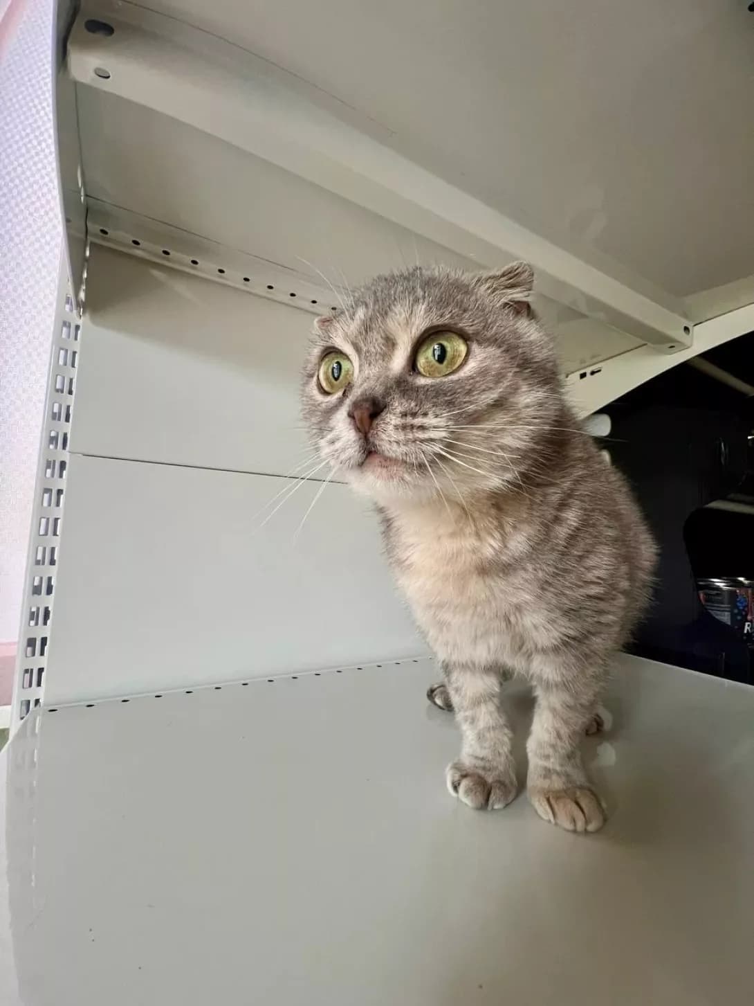 Busya visloushka (Буся віслоушка), Mixed Breed (Happy Paw Dnipro)