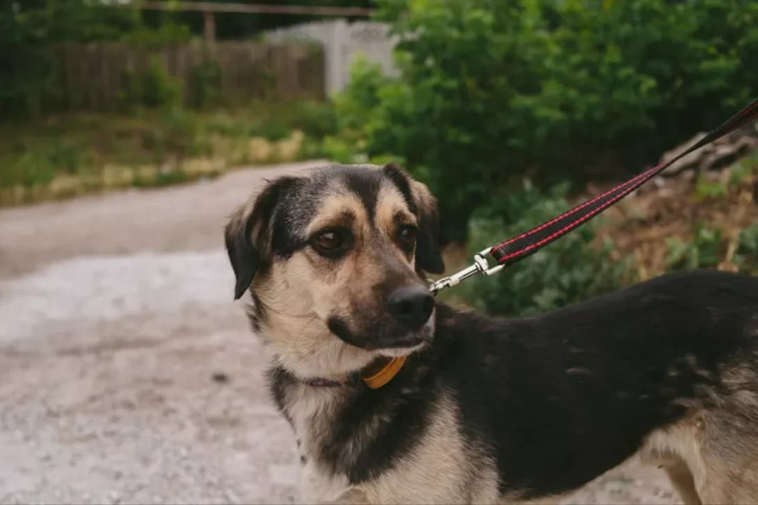 Mikhal Mikhalich (Міхал Міхалич), male 5yo Mixed Breed for adoption at Happy Paw Dnipro