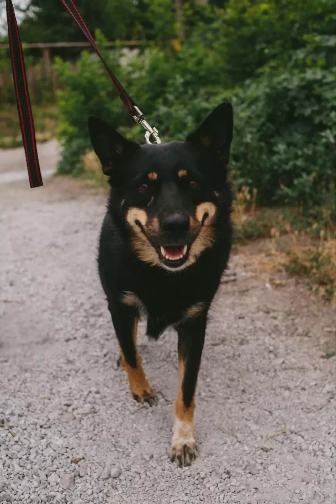 Luna (Luntik) (Луна (Лунтік)), Mixed Breed (Happy Paw Dnipro)