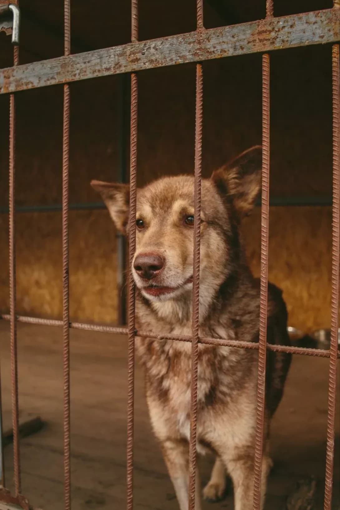 Grom (Гром), male 4yo Husky for adoption at Happy Paw Dnipro