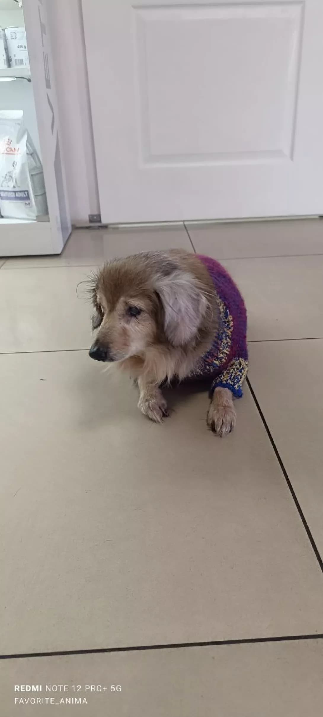 Umka (Умка), Mixed Breed (Happy Paw Dnipro)