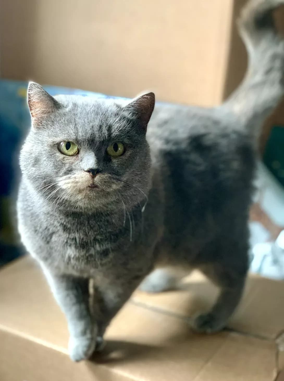 Britani (Британі), Mixed Breed (Happy Paw Kharkiv)
