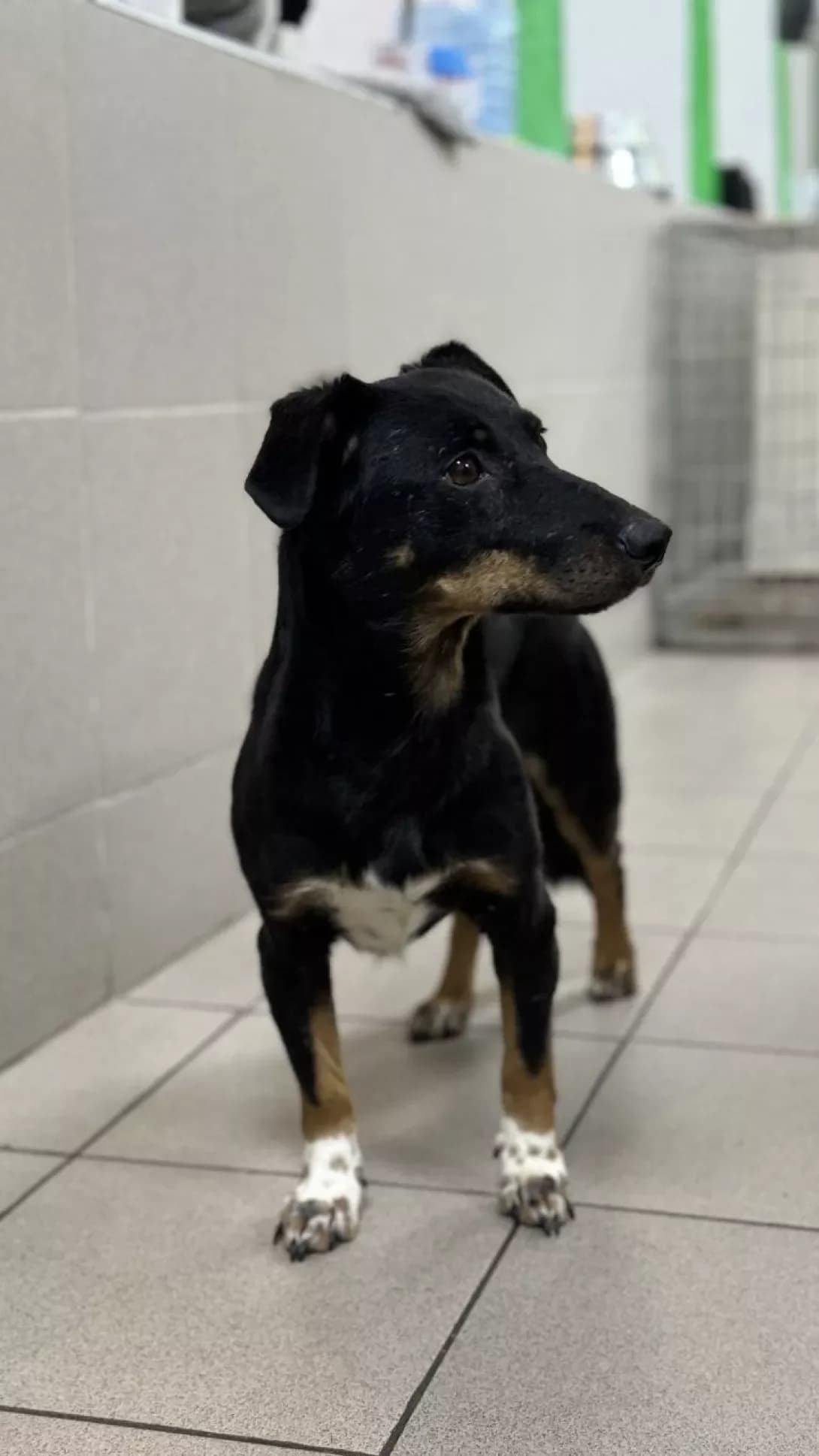 Anna (Анна), Mixed Breed (Happy Paw Dnipro)