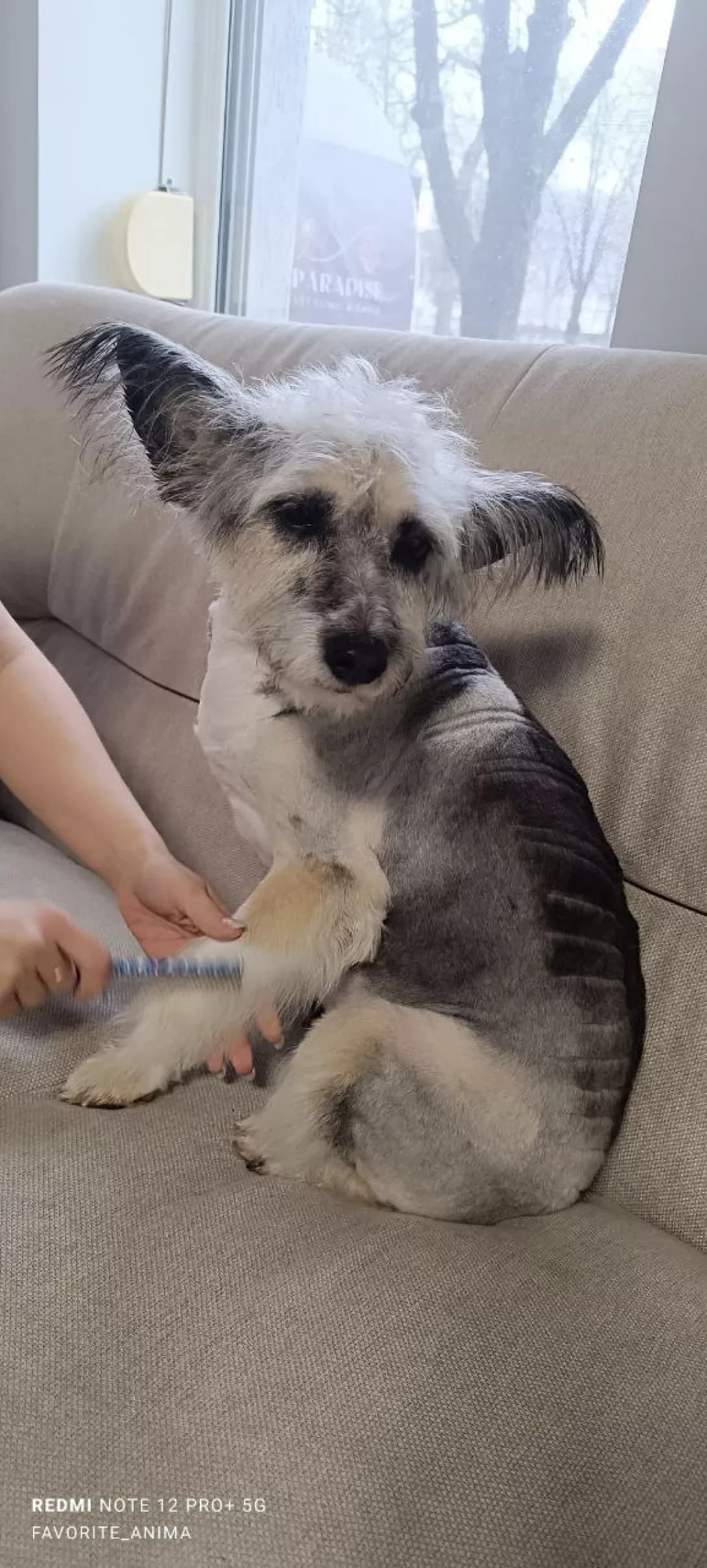 Marta (Марта), Mixed Breed (Happy Paw Dnipro)