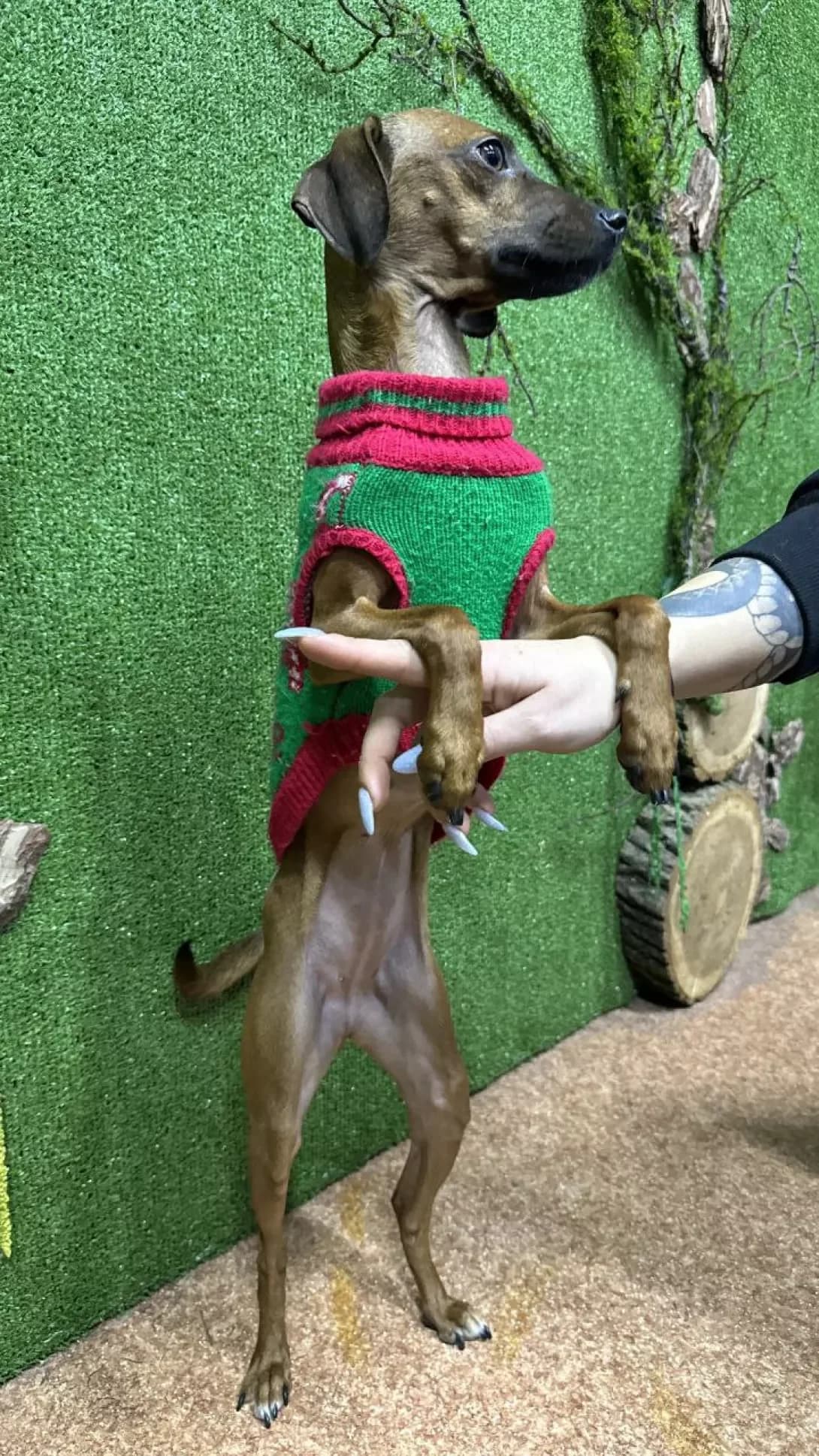Businka (Бусінка), Mixed Breed (Happy Paw Dnipro)