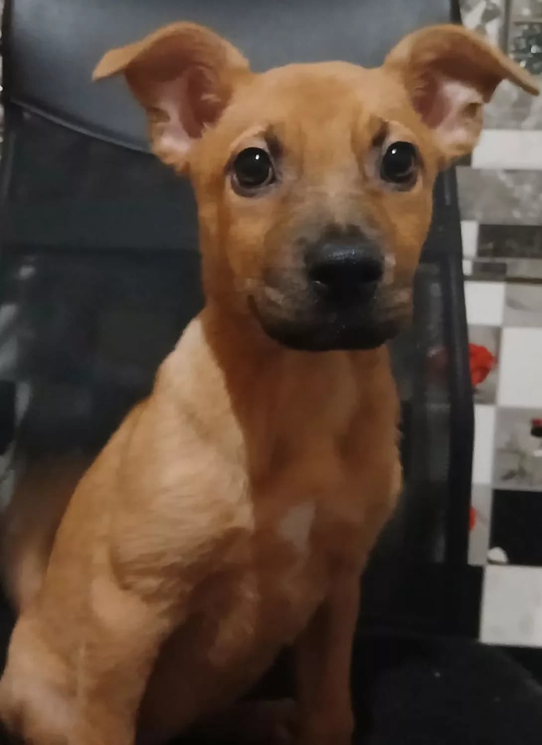 Poki nema (Поки нема), Mixed Breed (Happy Paw Cherkasy Oblast)