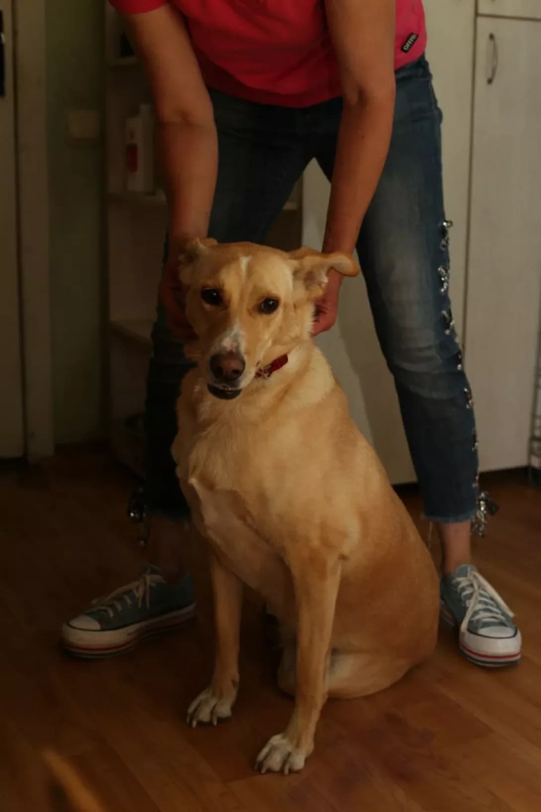Dusya (Дуся), Mixed Breed (Happy Paw Dnipro)
