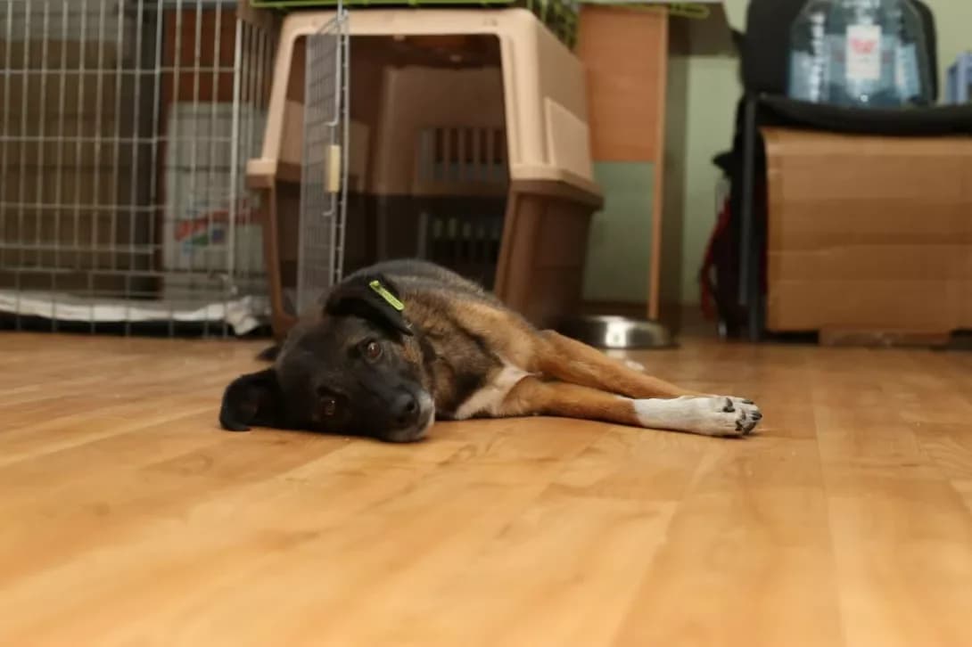 Ritka (Рітка), Mixed Breed (Happy Paw Dnipro)