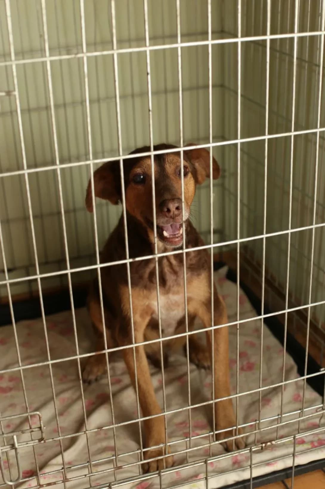 Rizhik (Рижик), Mixed Breed (Happy Paw Dnipro)