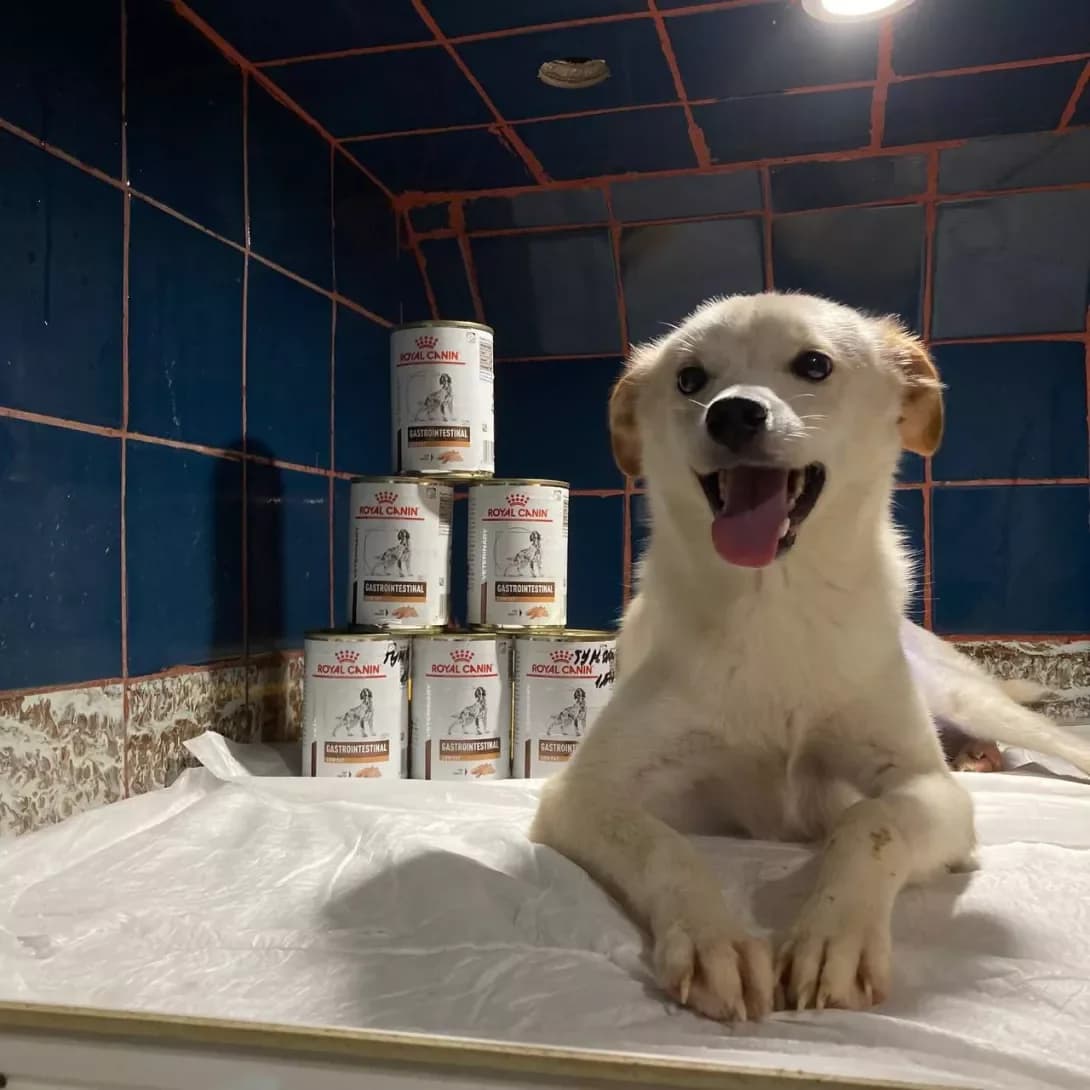 Persik, vin zhe Persey (Персик, він же Персей), male young Mixed Breed for adoption at Happy Paw Dnipro