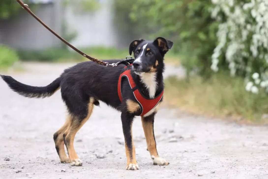 Knyaz (Князь), Mixed Breed (Happy Paw Dnipro)