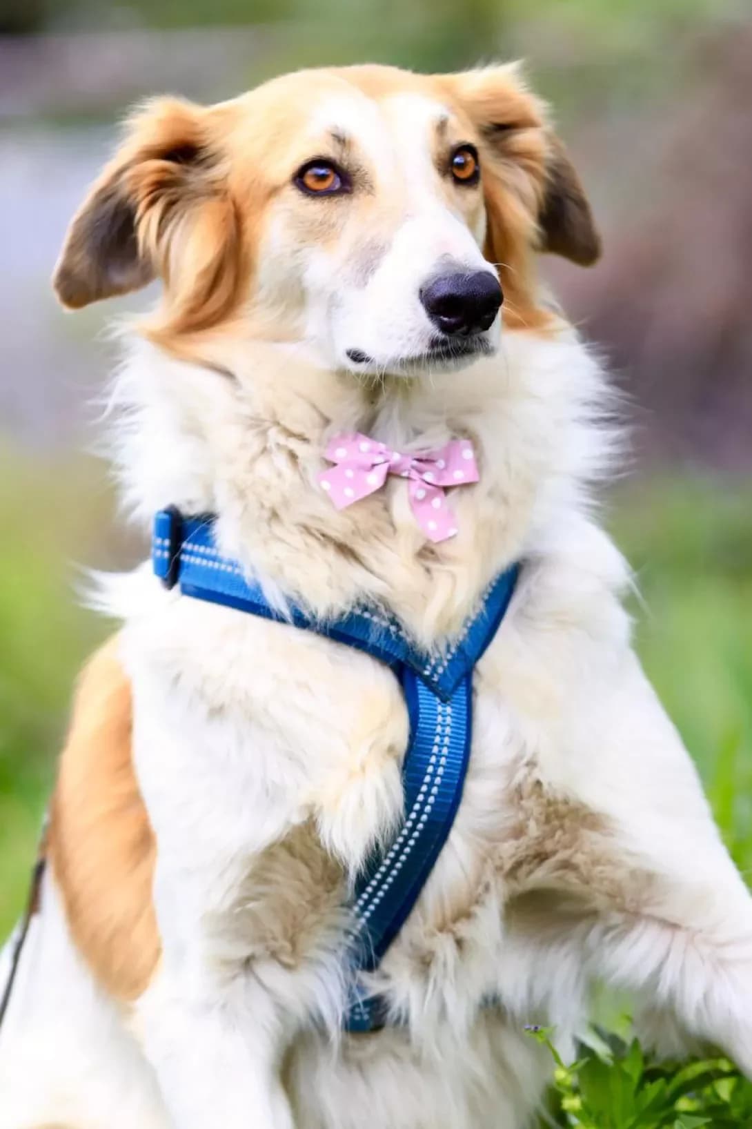 Ugolok (Угольок), Mixed Breed (Happy Paw Dnipro)