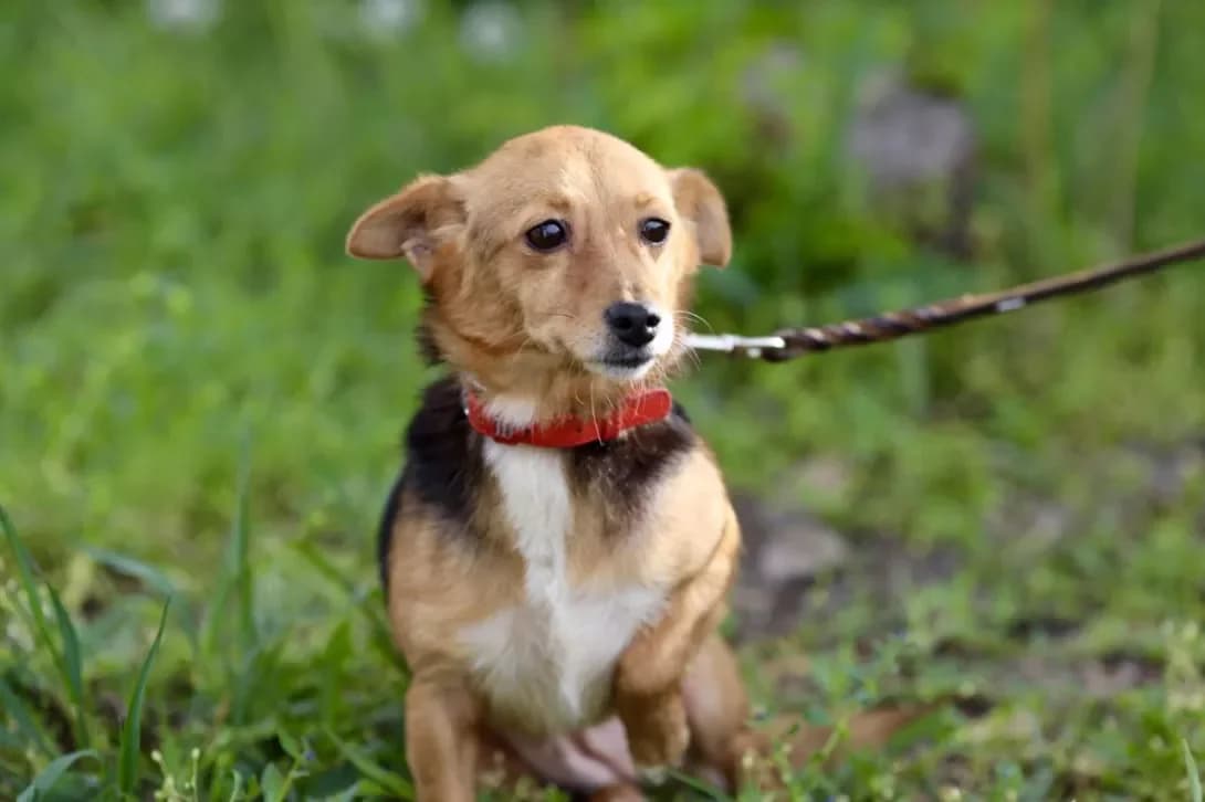 Kukolka (Куколка), Mixed Breed (Happy Paw Dnipro)