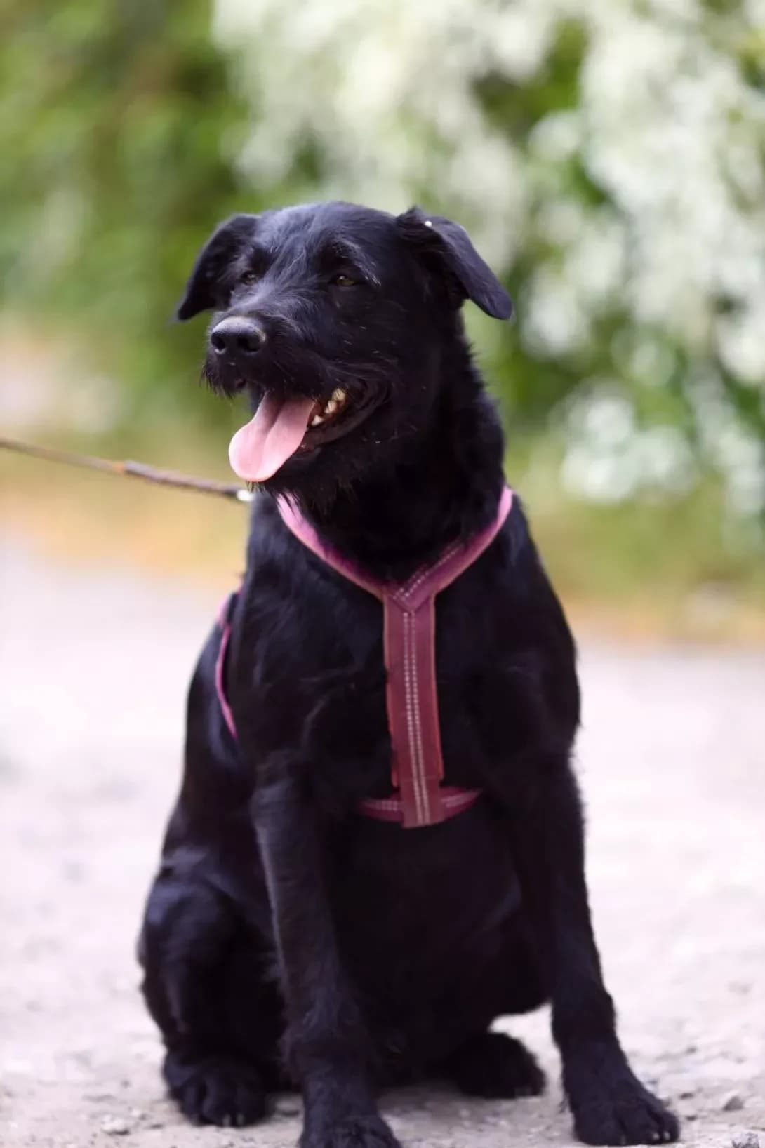 Chak (Чак), Mixed Breed (Happy Paw Dnipro)