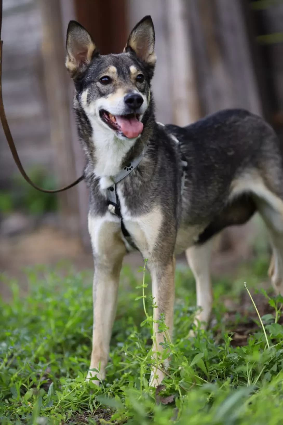 Yuta (Юта), female 4yo Husky for adoption at Happy Paw Dnipro