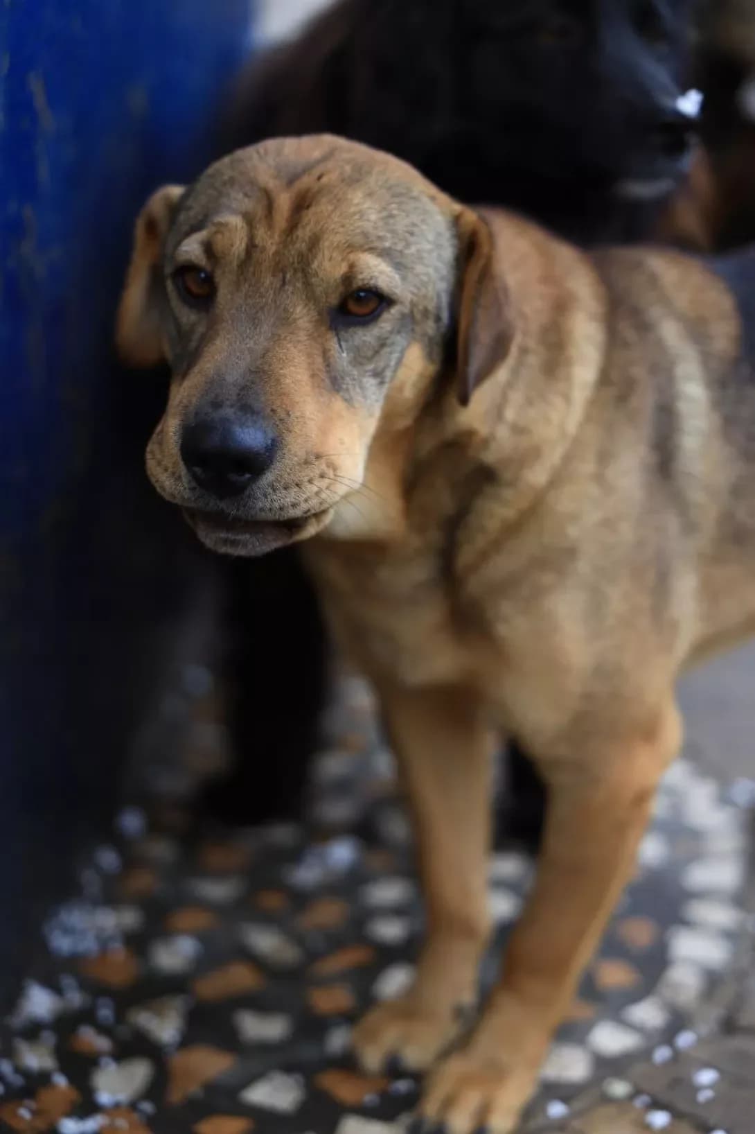 Charli (Чарлі), Mixed Breed (Happy Paw Dnipro)