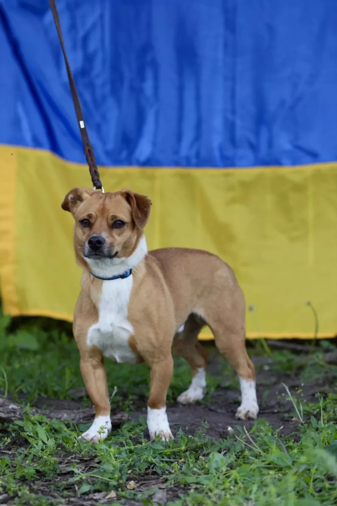 Malish (Малиш), Mixed Breed (Happy Paw Dnipro)