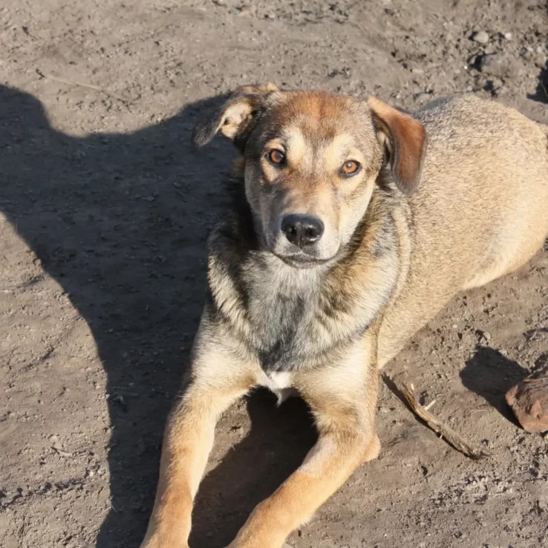Mi-Mi (Мі-Мі), Mixed Breed (Happy Paw Dnipro)