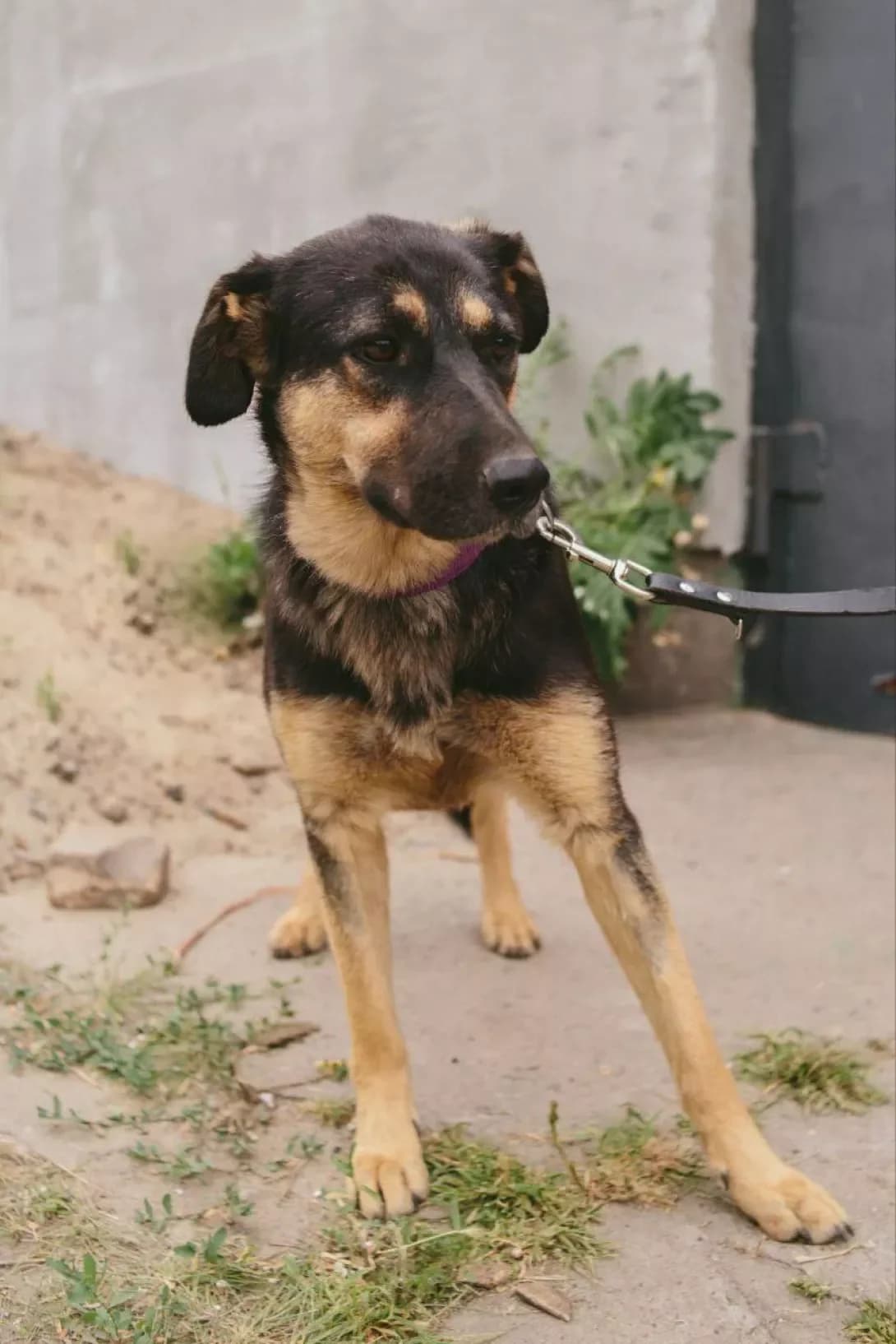 Dzhina (Джина), Mixed Breed (Happy Paw Dnipro)