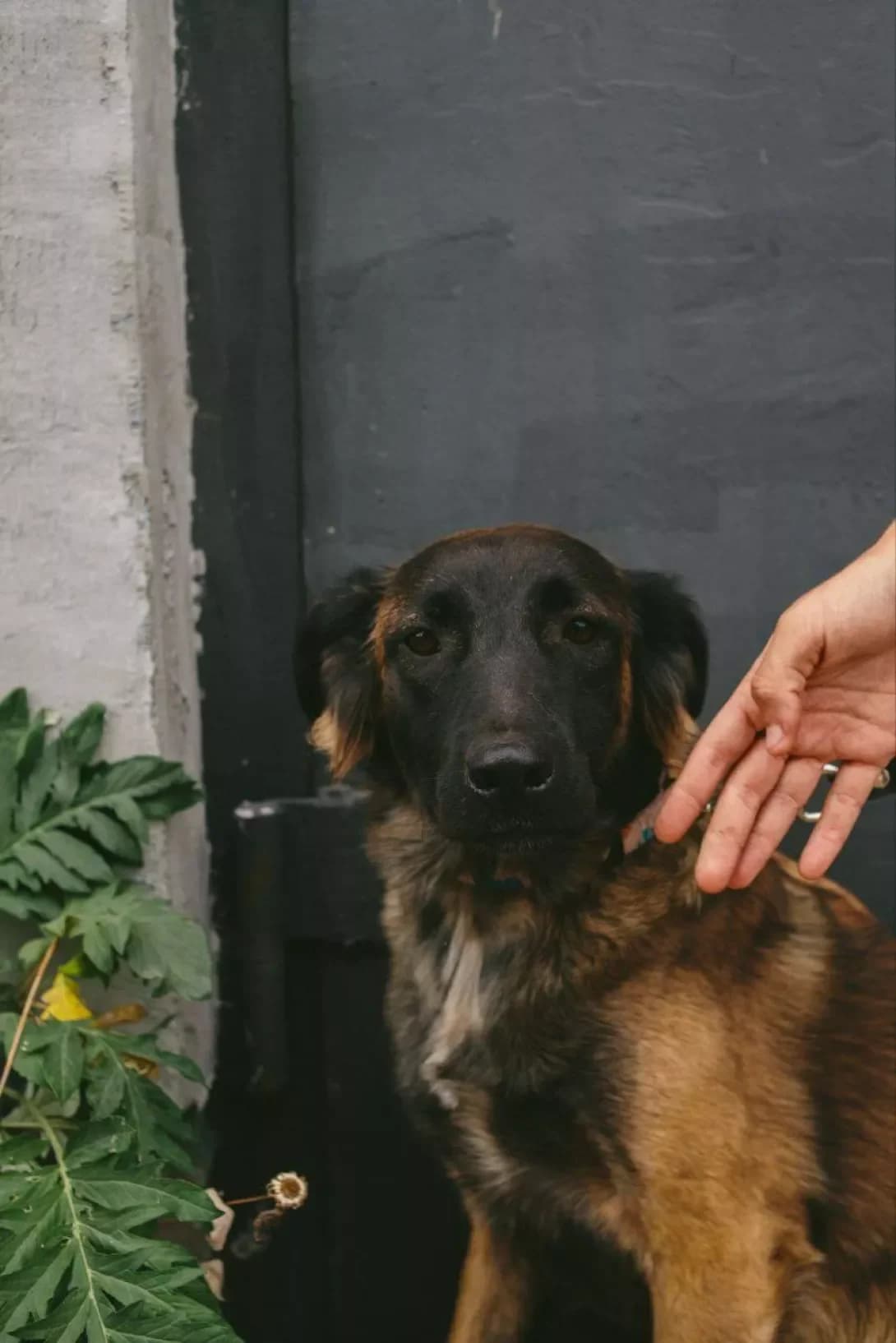 Bosya (Бося), Mixed Breed (Happy Paw Dnipro)