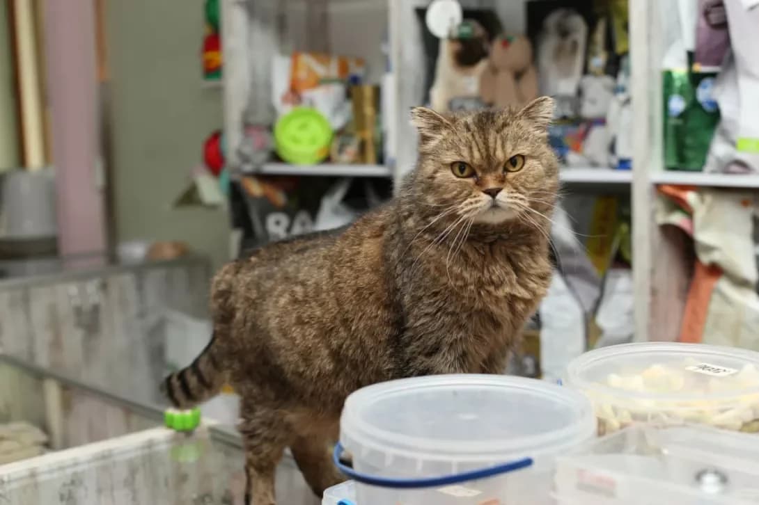 Tetya (Тетя), female 6yo Mixed Breed for adoption at Happy Paw Dnipro