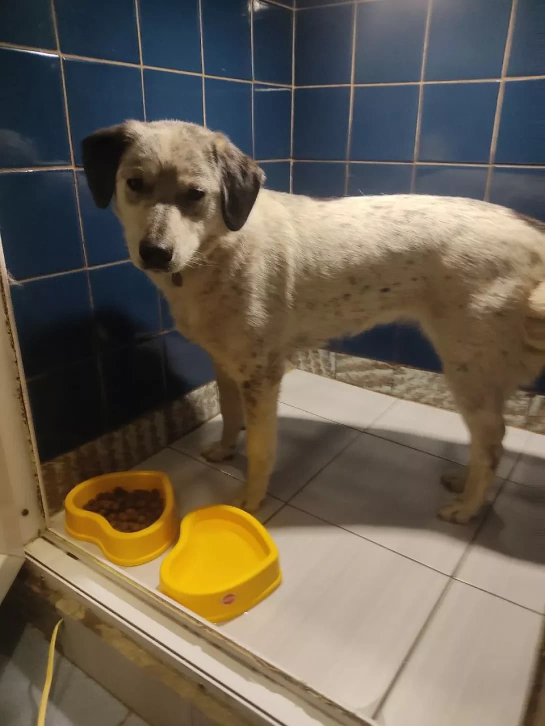 Palma (Пальма), Mixed Breed (Happy Paw Dnipro)