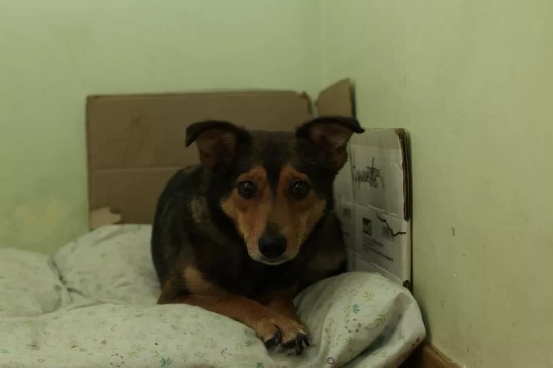 Puglya (Пугля), Mixed Breed (Happy Paw Dnipro)