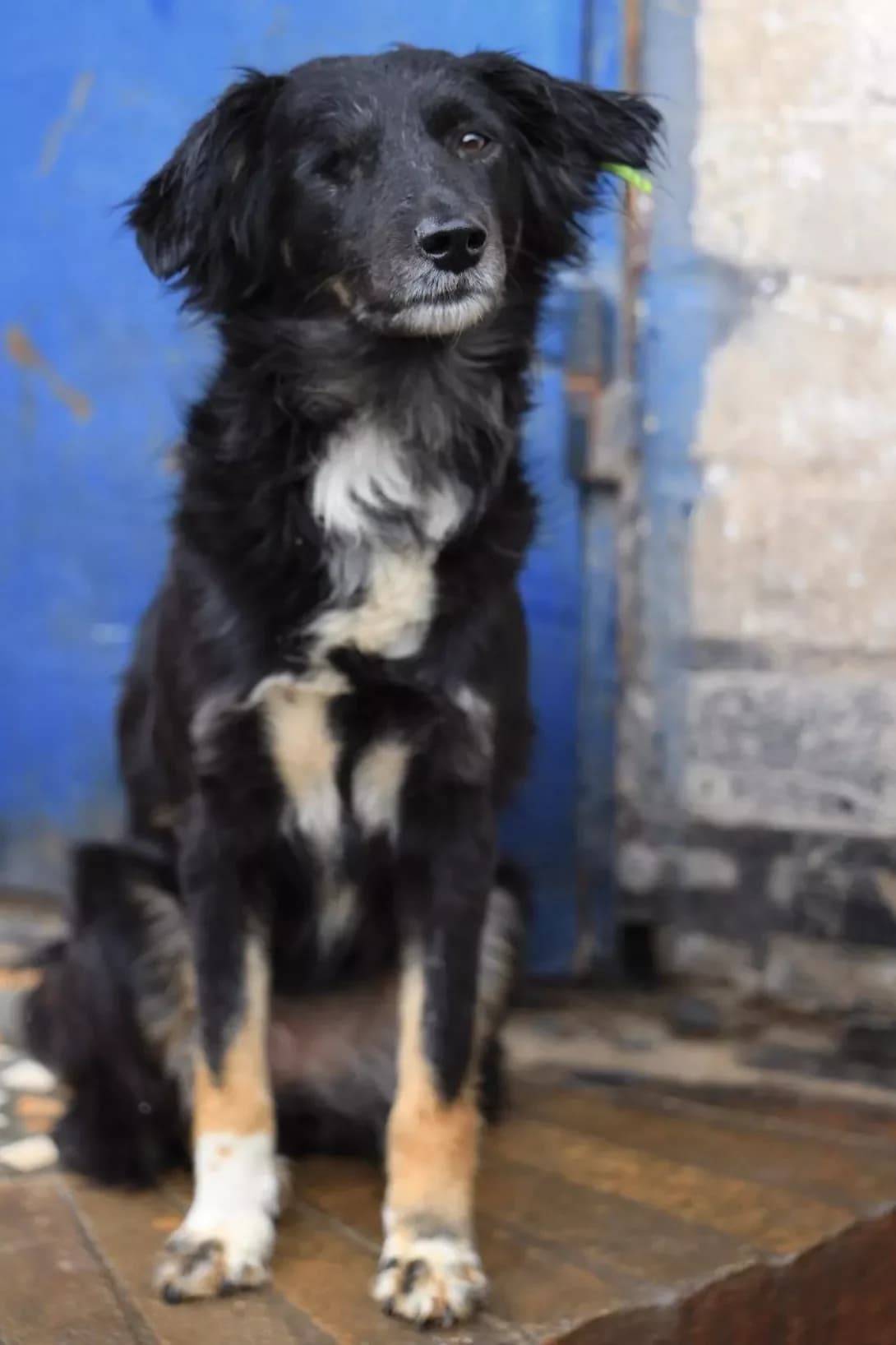 Zhanna (Жанна), Mixed Breed (Happy Paw Dnipro)